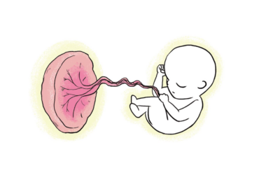 1. Trimester Schwangerschaftswoche 1-12